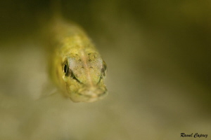 Baby pike by Raoul Caprez 